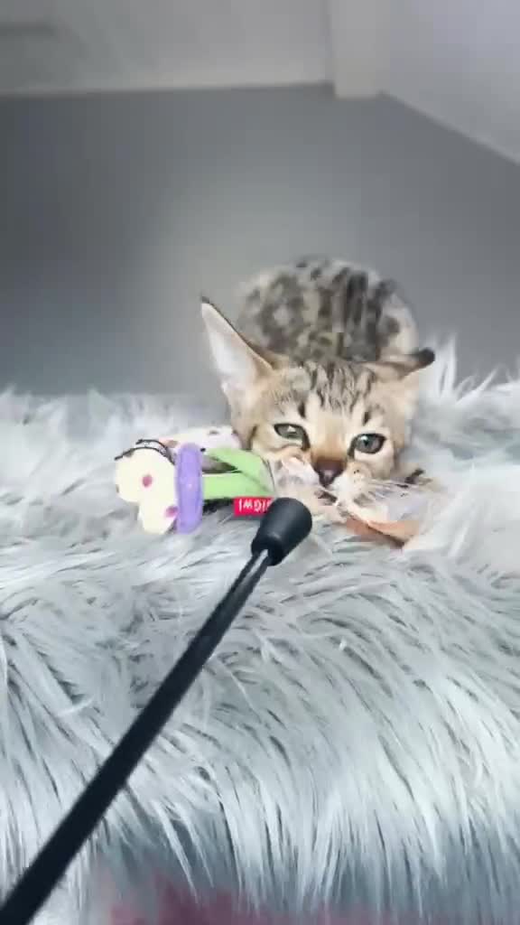 Savannah gatti in vendita: Splendidi cuccioli di gatto Savannah – 4 mesi  - Video 2