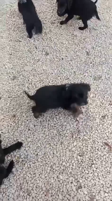 Meticcio cani in regalo: SMERALDO - Video 1