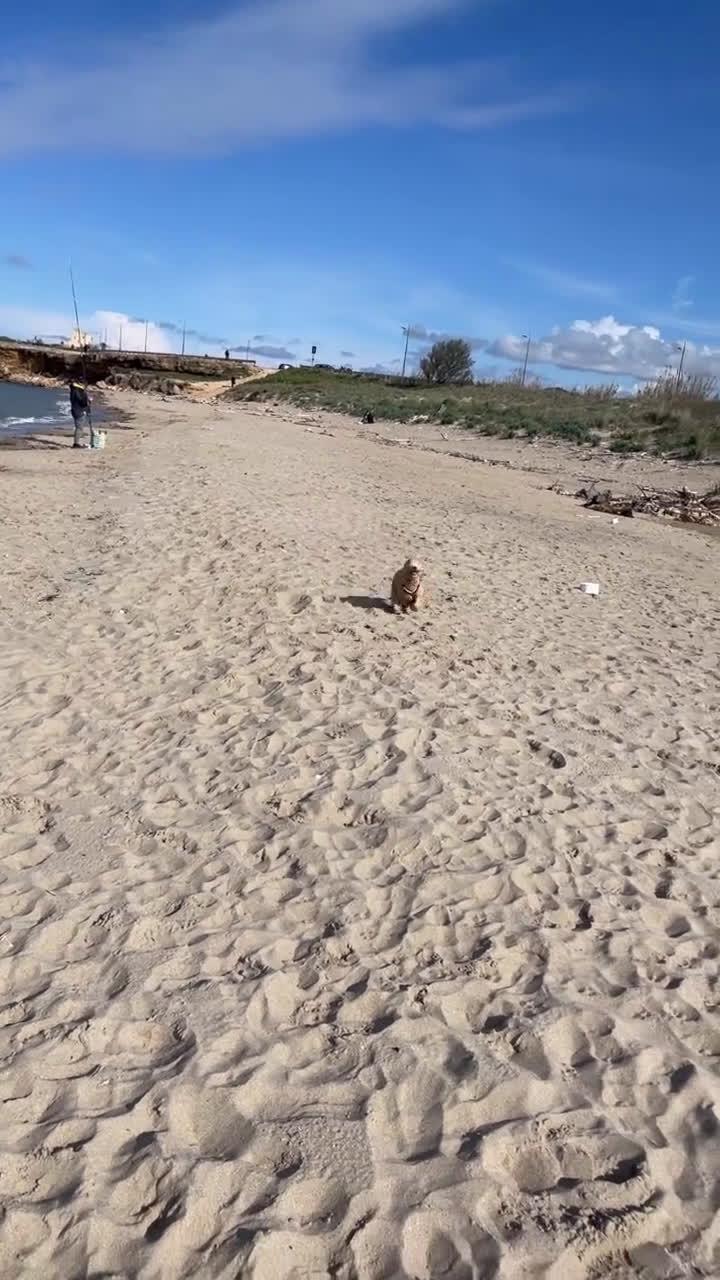 Barboncino cani per accoppiamento: Barboncino taglia medio piccola bello e peloso  - Video 2