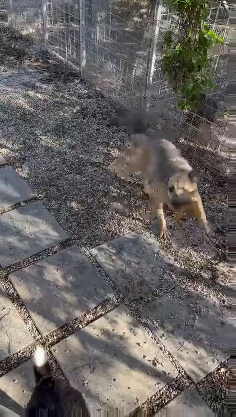 Meticcio cani in regalo: Bonnie: adozione del cuore  - Video 3