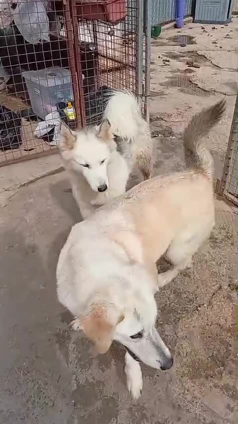 Husky cani in regalo: Donut, una dolcezza di Husky - Video 1