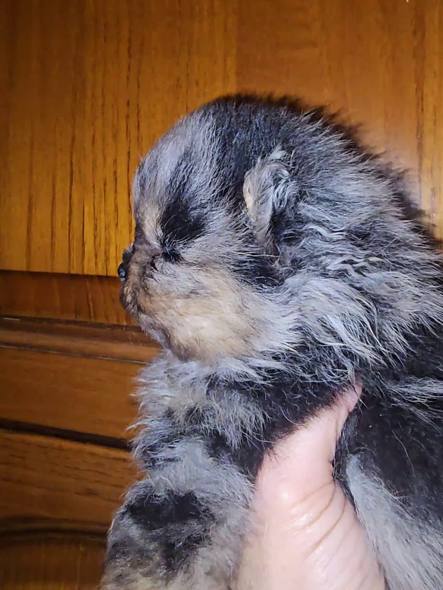 Spitz Giapponese cani in vendita: Spitz tedesco nano ovvero volpino di pomerania  - Video 2