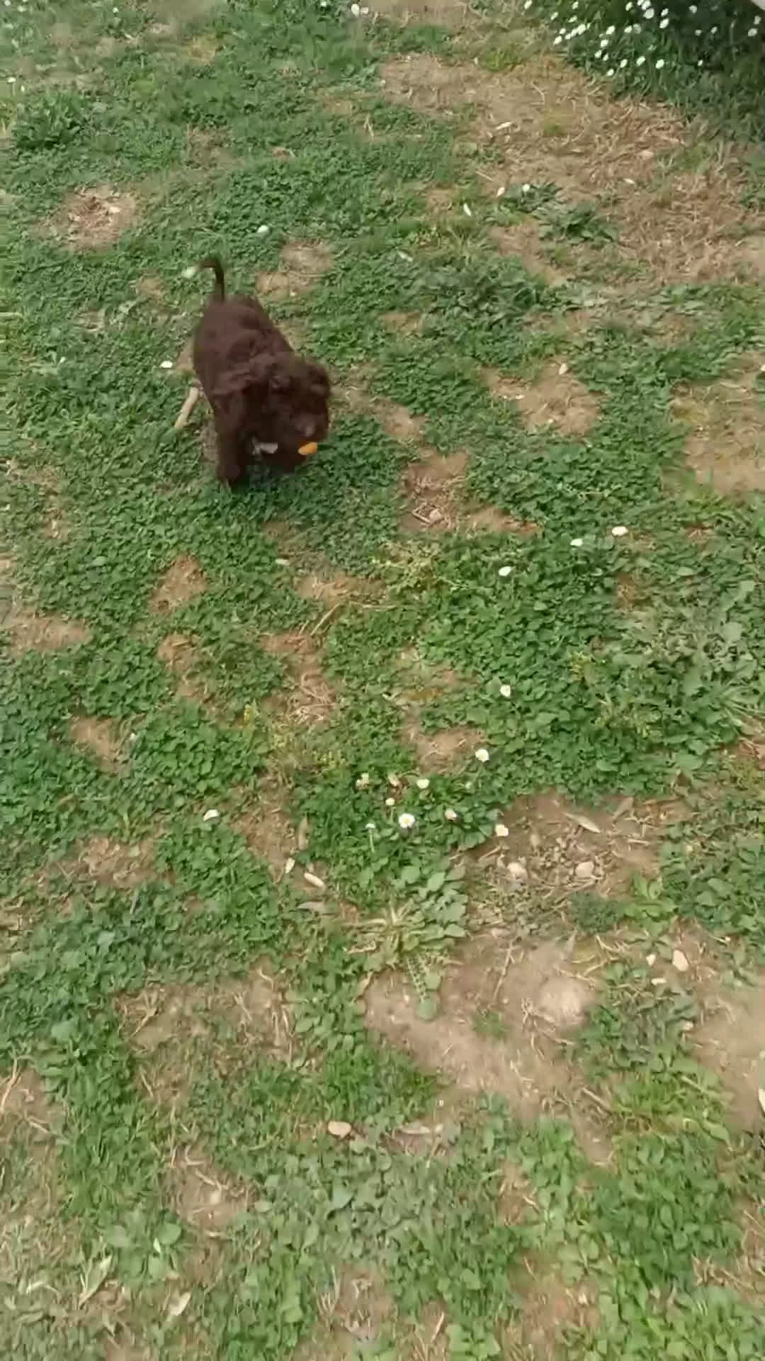 Lagotto cani in vendita: Cucciolo di Lagotto Romagnolo con Pedigree Roi  - Video 1