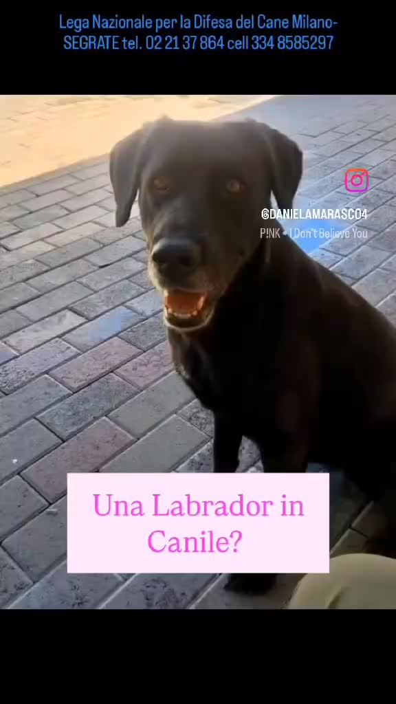 Meticcio cani in regalo: ELIJA LABRADOR - Video 1