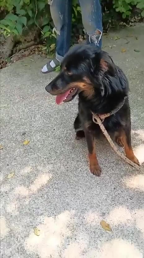 Meticcio cani in regalo: Cagnoline taglia piccola  - Video 1