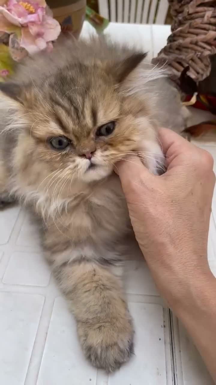 Persiano gatti in vendita: cucciolo golden shaded con pedigree anfi  - Video 1