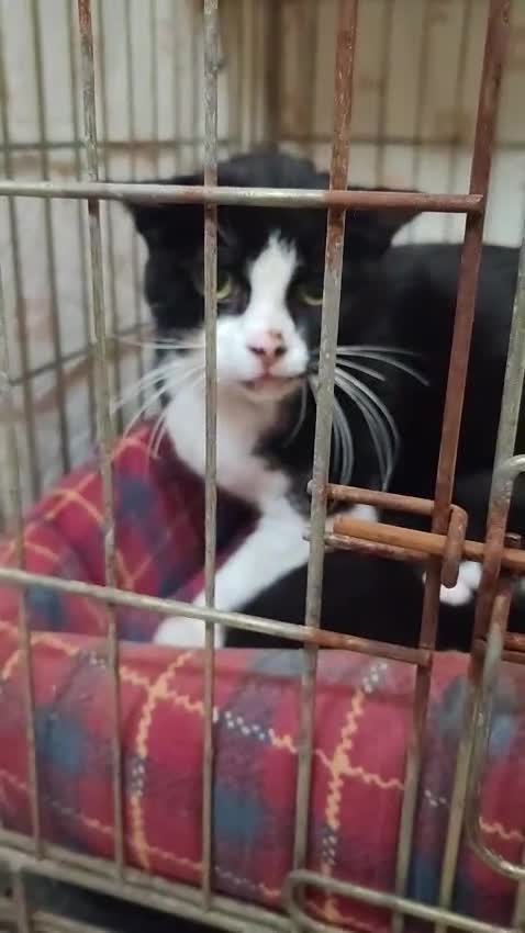 Meticcio gatti in regalo: Giovane micetta impaurita, e i suoi cuccioli - Video 1