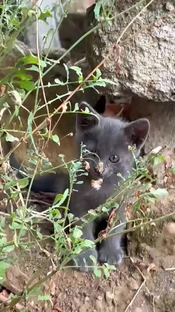 Certosino gatti in regalo: RODOLFO DOLCISSIMO SIMILCERTOSINO - Video 1