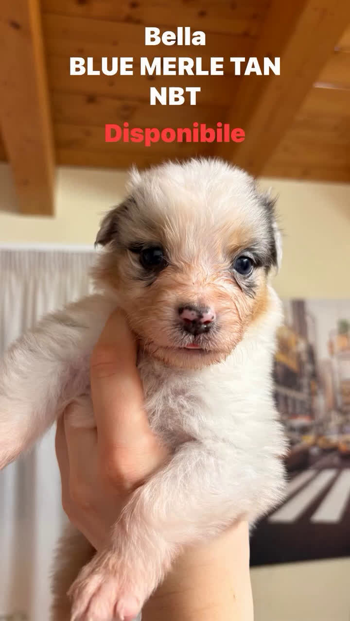 Australian Shepherd cani in vendita: Bella ultima cucciola pastore australiano  - Video 2