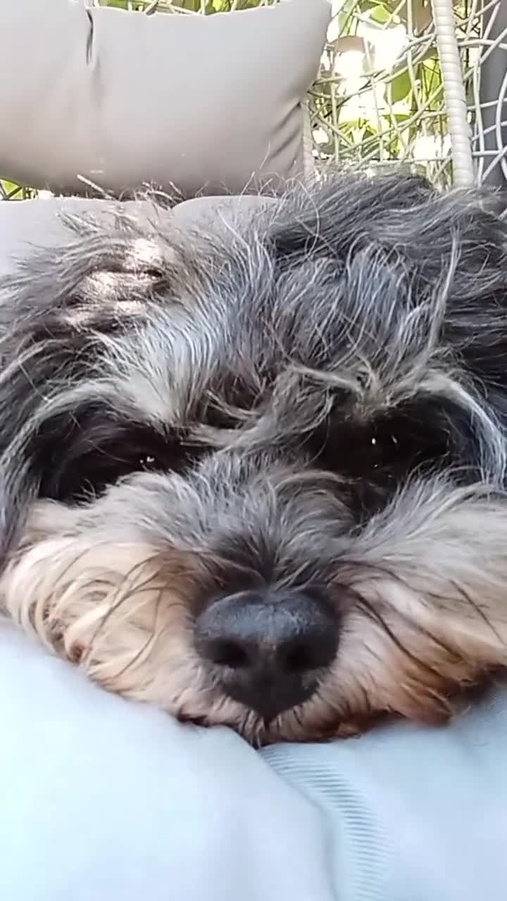 Bichon cani in regalo: Bichon Havanais regalo - Video 2