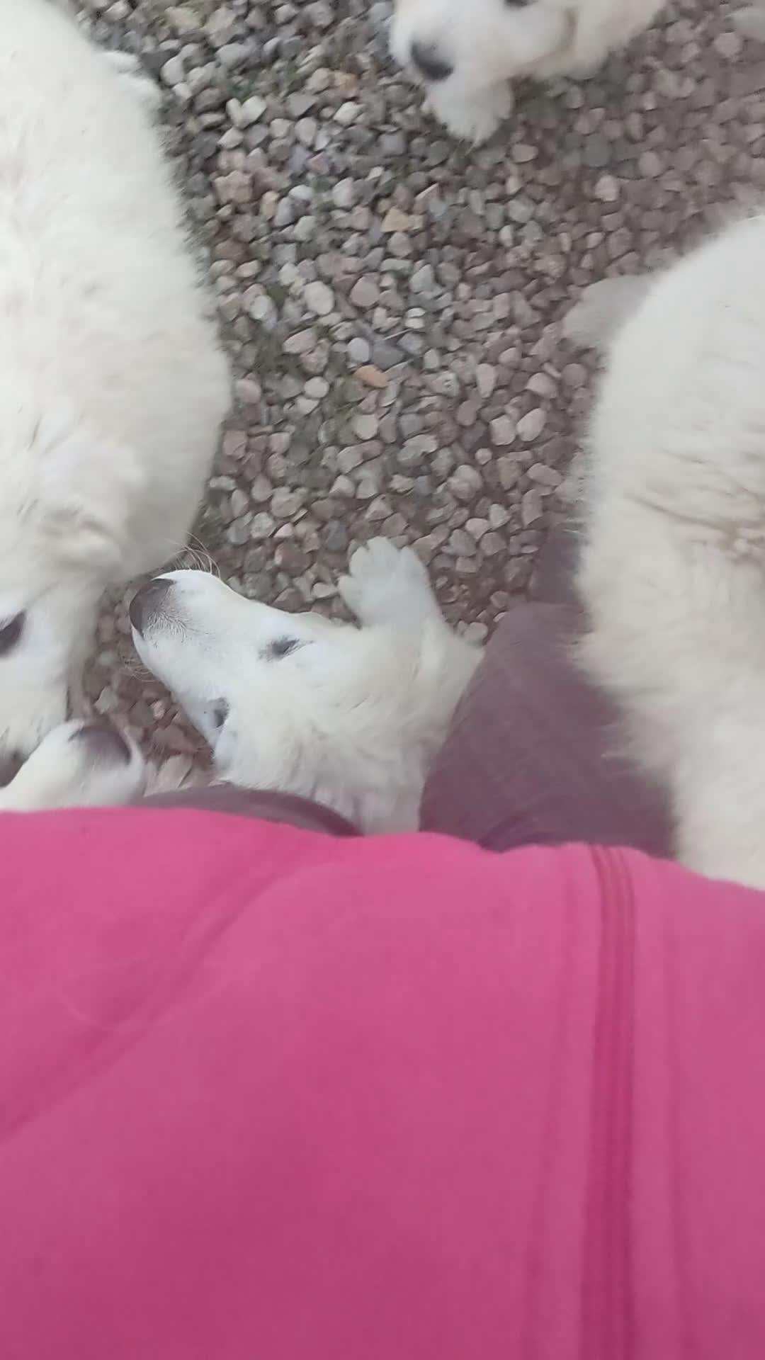 Pastore Maremmano cani in vendita:  PASTORE ABRUZZESE MAREMMANO alta genealogia a Provincia di Ravenna - Video 1