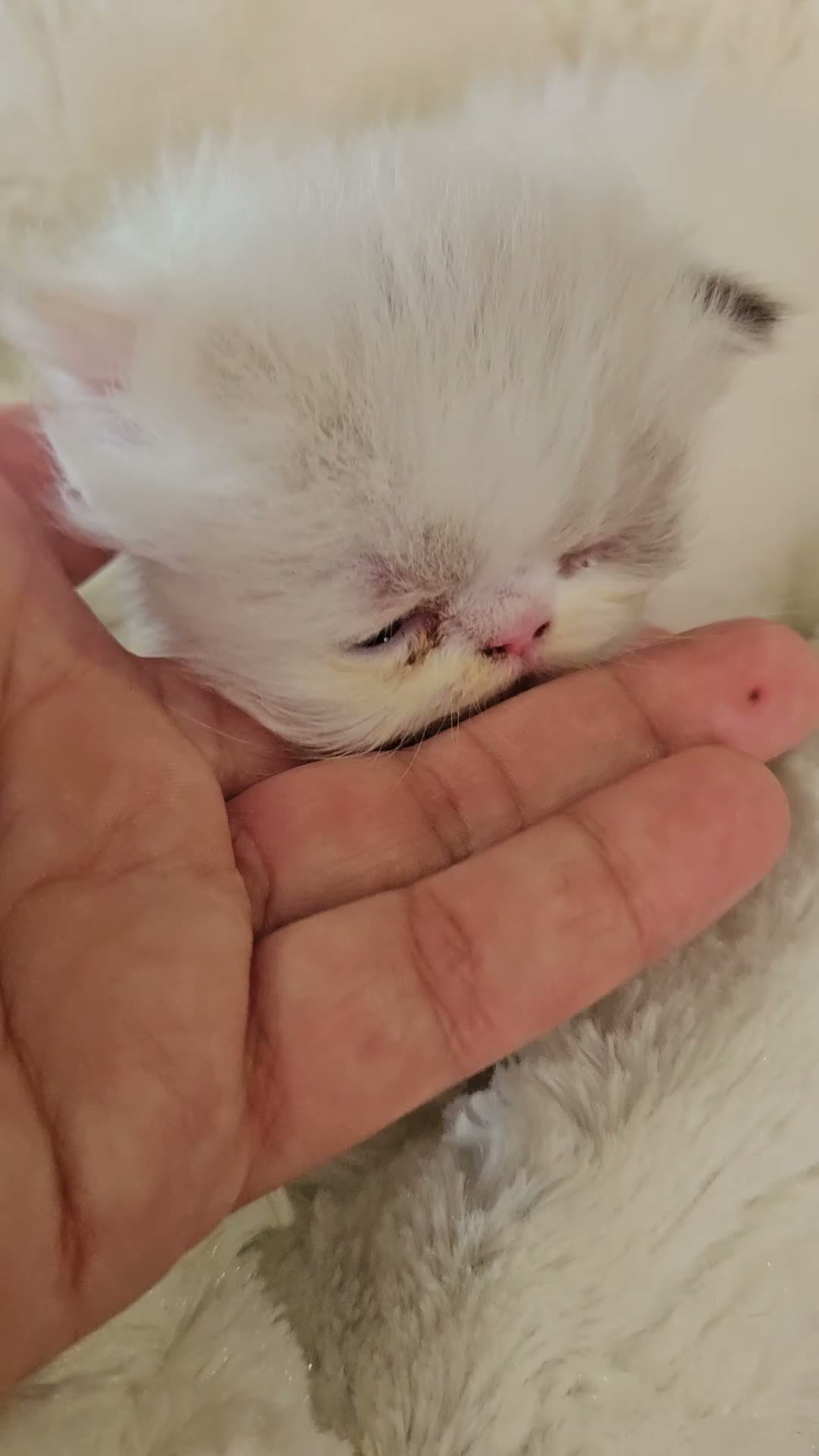 Persiano gatti in vendita: Gatto persiano  - Video 2