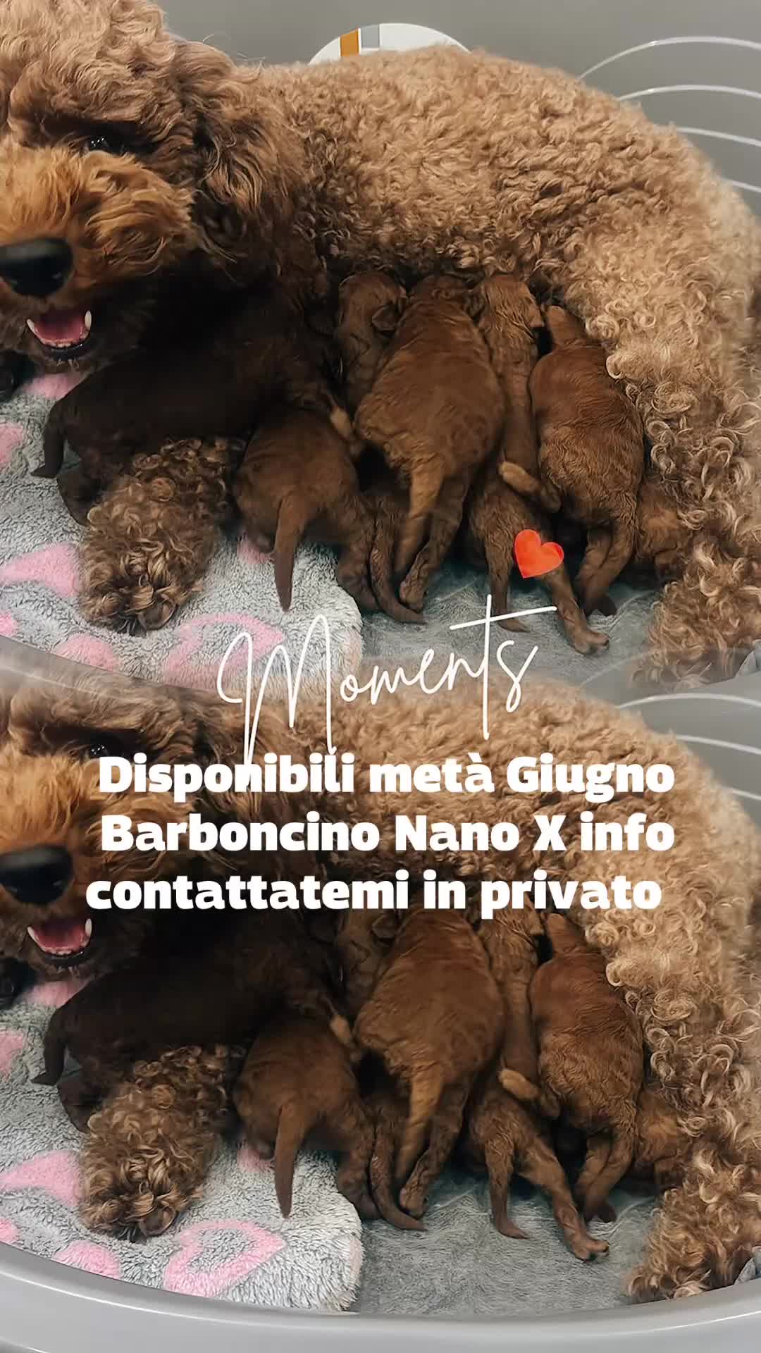 Meticcio cani in vendita: Cuccioli Barboncino Nano  a Città Metropolitana di Napoli - Video 1