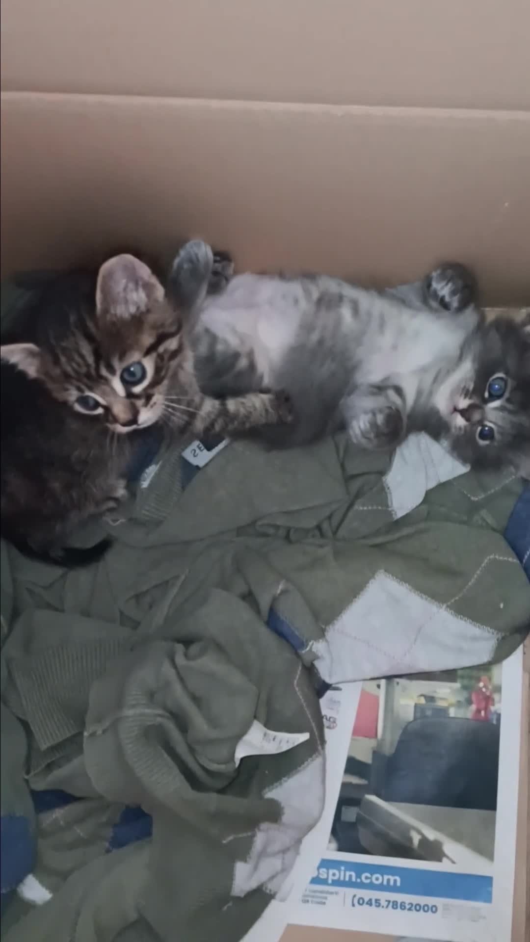 Altre razze gatti in regalo: Gattini in cerca di una casa a Provincia di Frosinone - Video 1