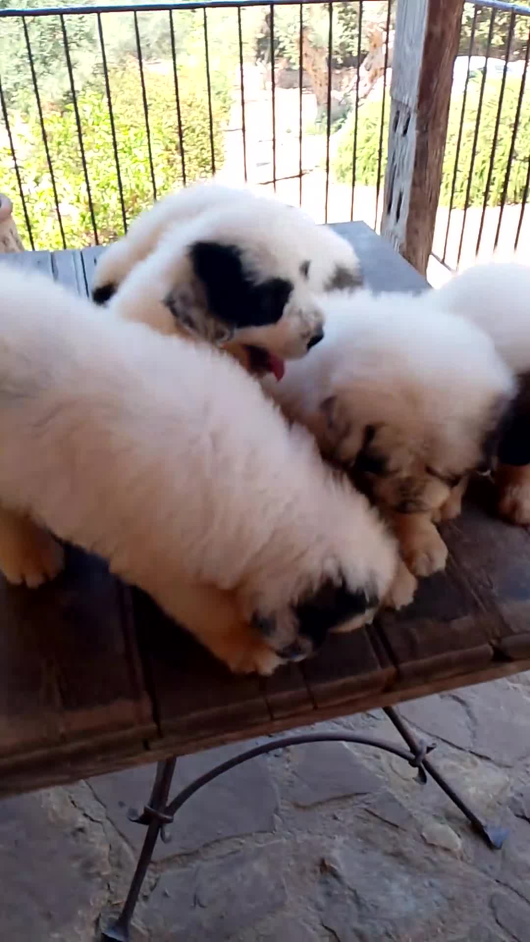 Altre razze cani in vendita: Romanian Mioritic shepherd dog  - Video 1