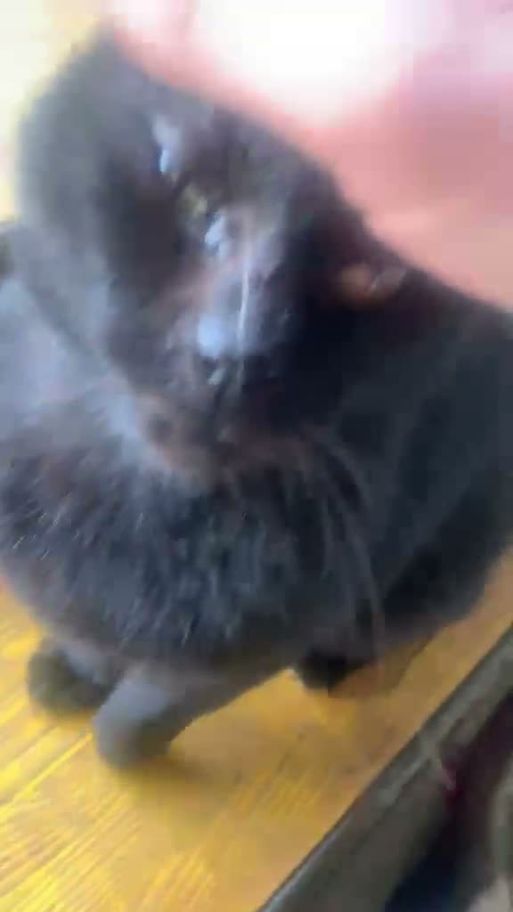Meticcio gatti in regalo: 3 anni bellissimo micione  - Video 1