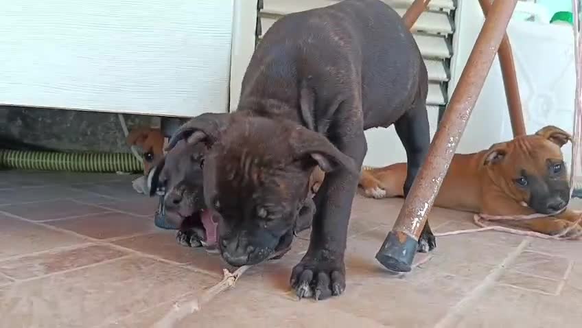 Staffordshire cani in vendita: Cuccioli di Staffordshire Bull Terrier disponibili - Video 1