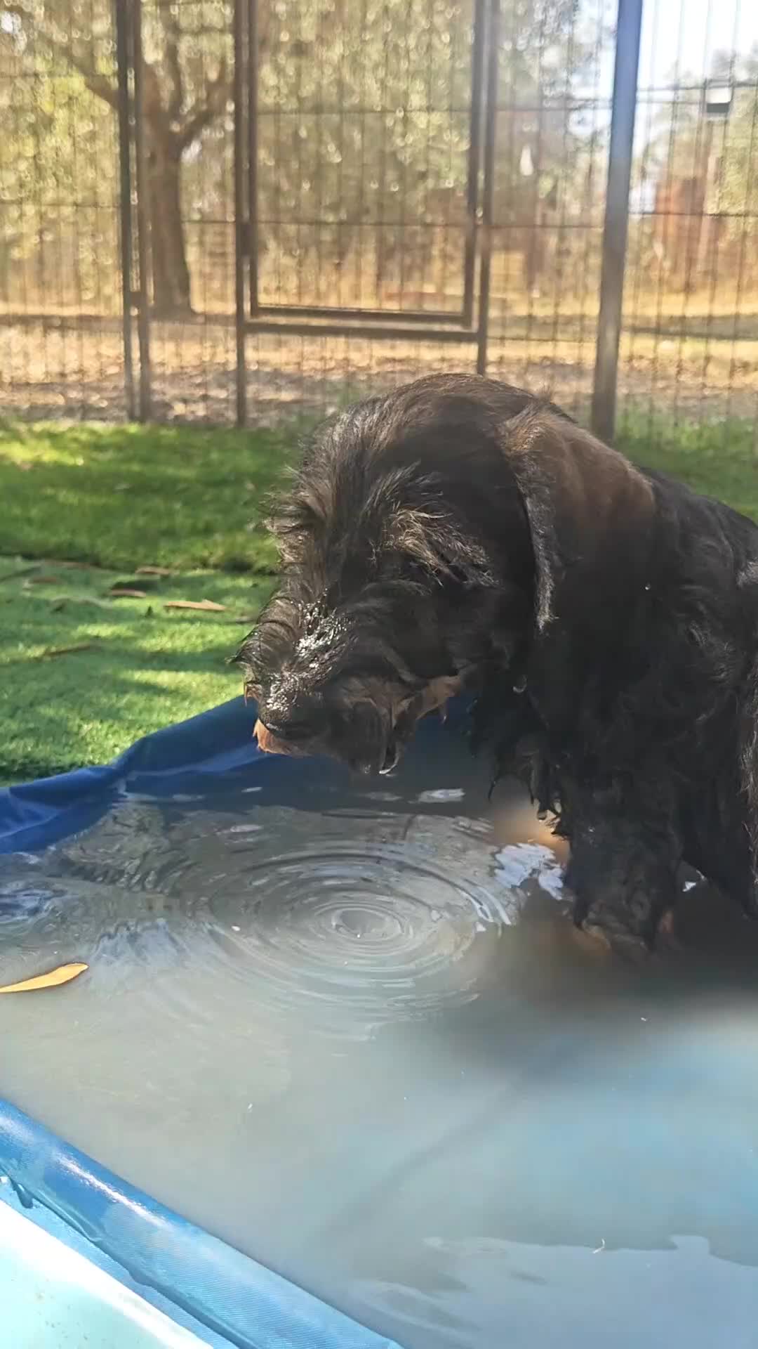 Bassotto cani in vendita: Cuccioli di bassotto a pelo duro - Video 2