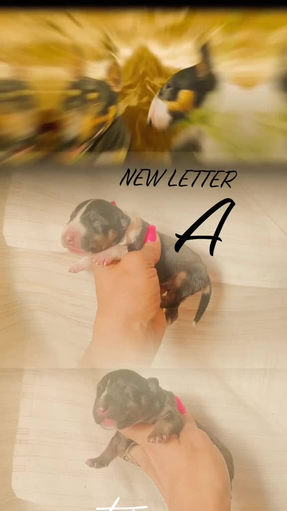 Bull Terrier Mini cani in vendita: Bull Terrier Miniature  a Provincia di Lucca - Video 1
