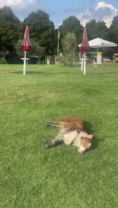 Australian Shepherd cani per accoppiamento: Pastore australiano  - Video 3