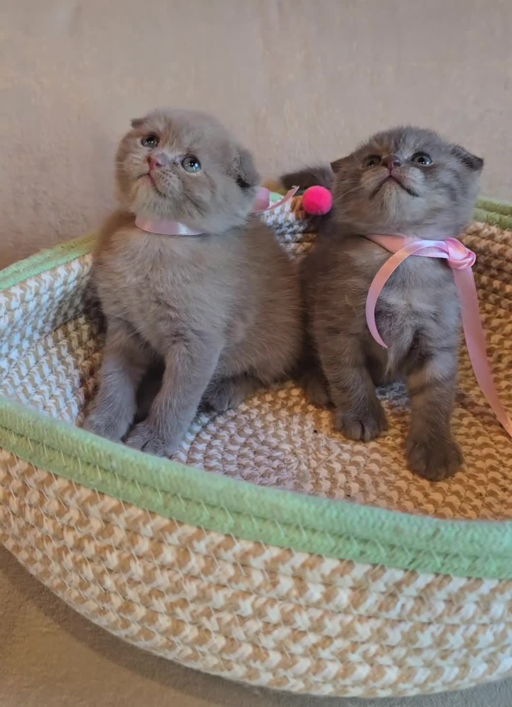 Scottish gatti in vendita: Cuccioli scottish fold e straight  - Video 4