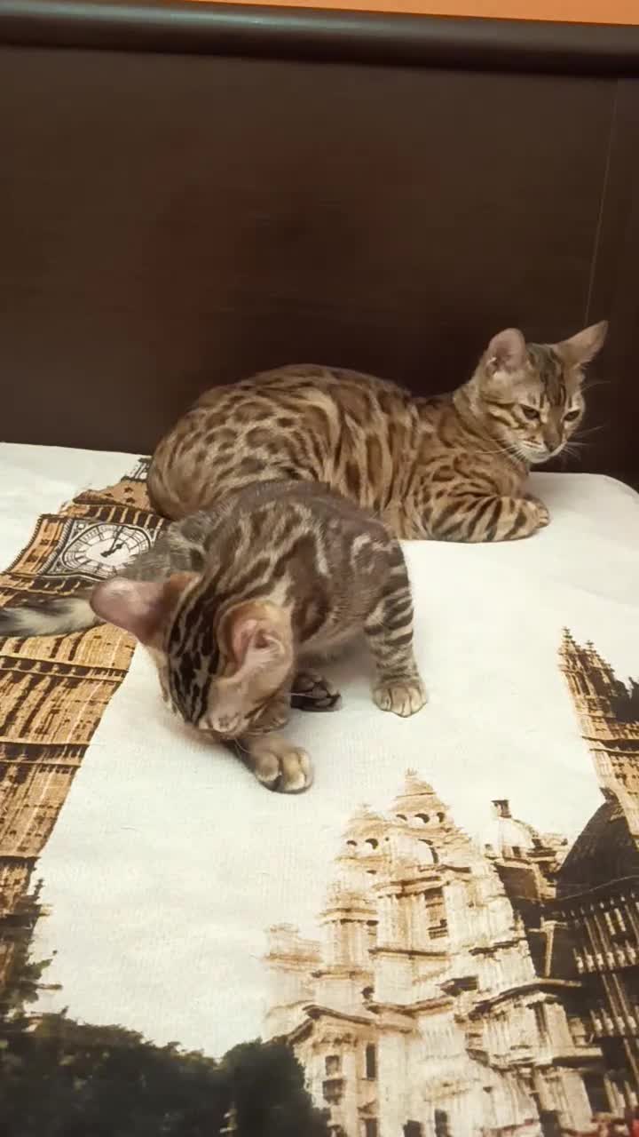 Bengala gatti in vendita: la meraviglia di Selected Breed 🥰 - Video 2