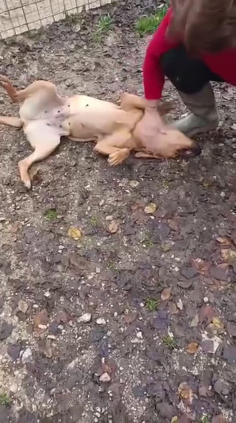 Meticcio cani in regalo: LA BELLA AMERICA - Video 1