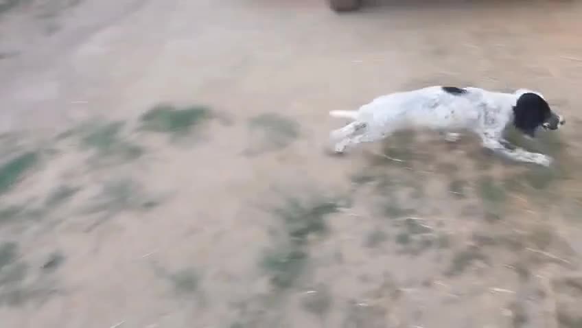 Setter Inglese cani in vendita: Cuccioli Setter Inglese a Città metropolitana di Roma Capitale - Video 1