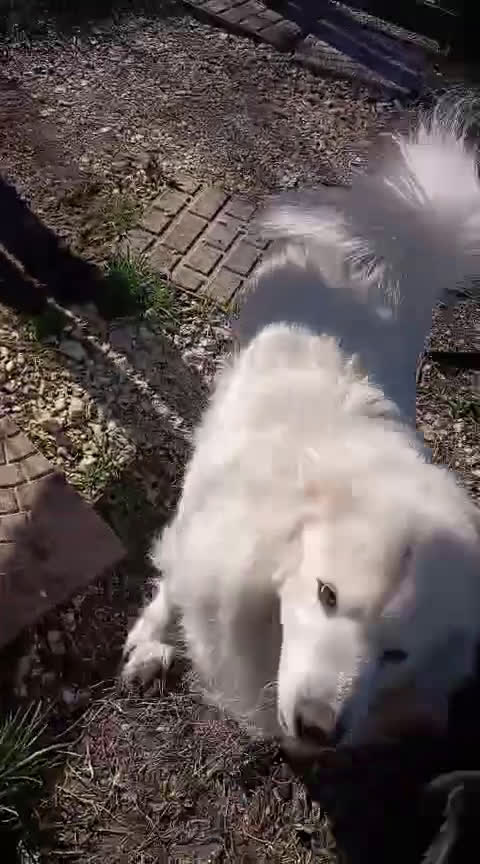 Meticcio cani in regalo: CARATTERE SPLENDIDO, BELLISSIMO 3 ANNI - Video 1