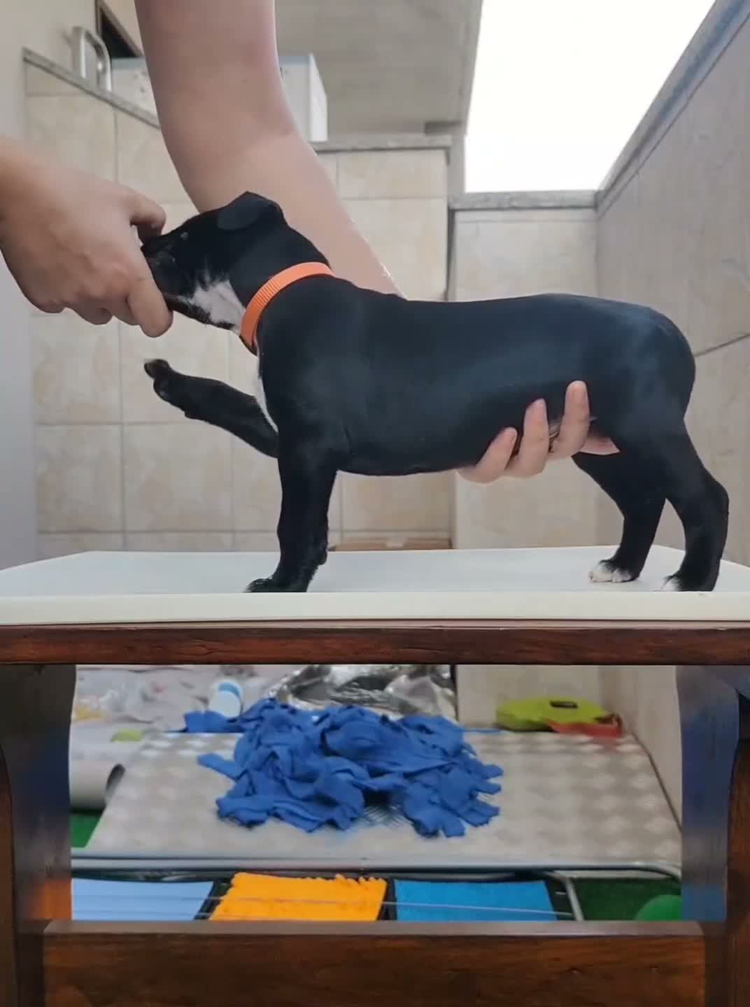 Pitbull cani in vendita: 3 cuccioli MASCHI di Pit Bull in standard ADBA a Provincia di Cremona - Video 3