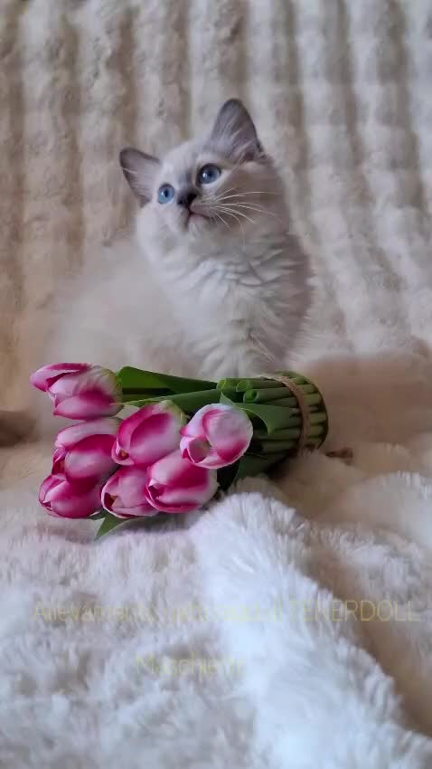 Ragdoll gatti in vendita: Ragdoll con Pedigree  - Video 4