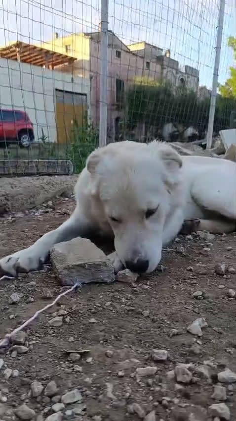 Meticcio cani in regalo: IL TENERISSIMO AIKO - Video 1