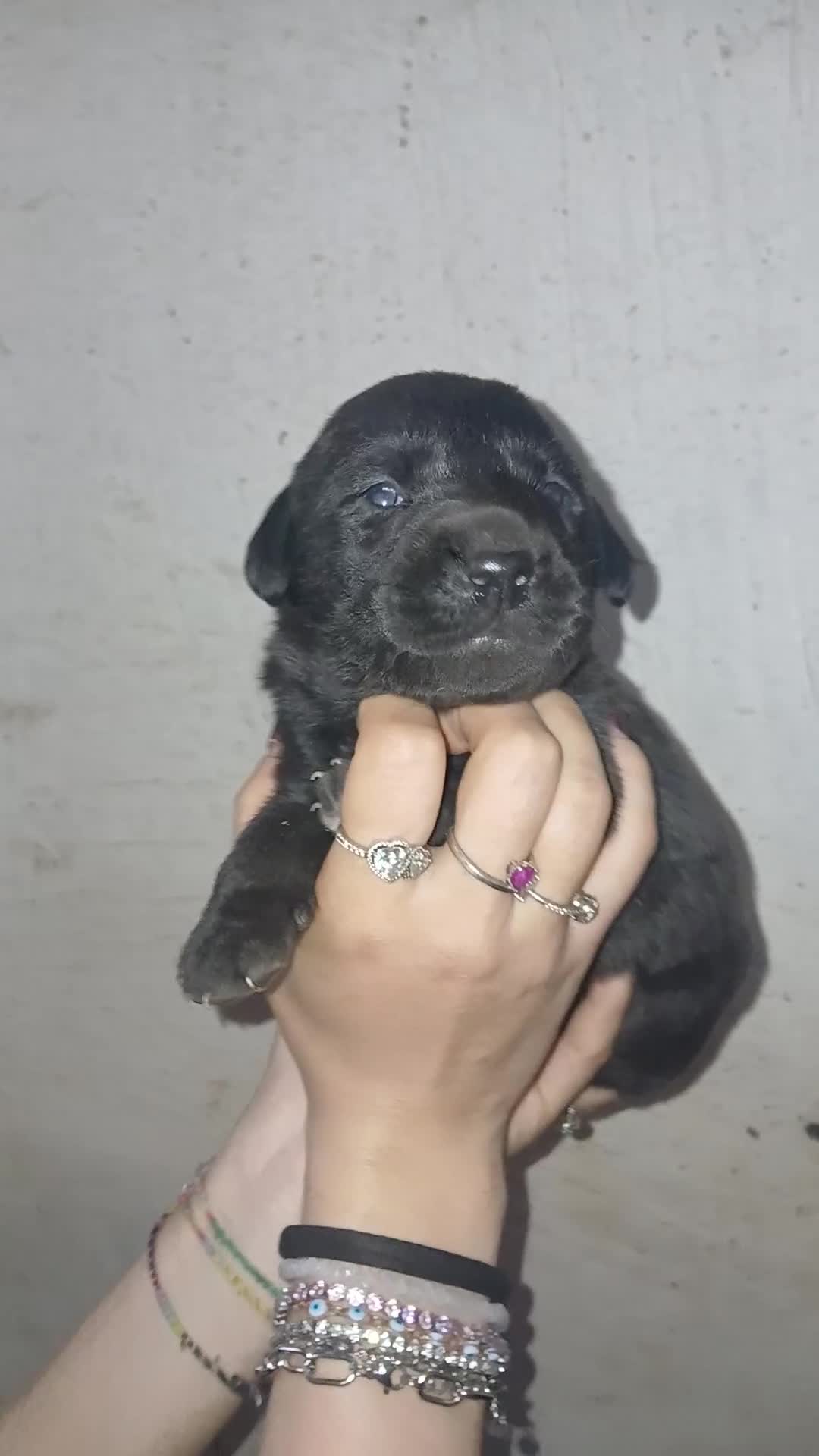 Labrador cani in vendita: Labrador  - Video 1