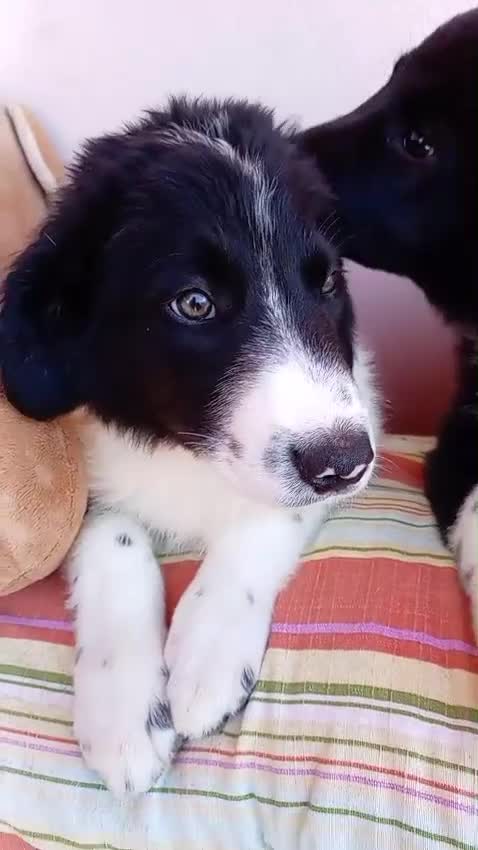 Border Collie cani in regalo: 🐾❤️Nando cerca casa 🐾❤️ - Video 4
