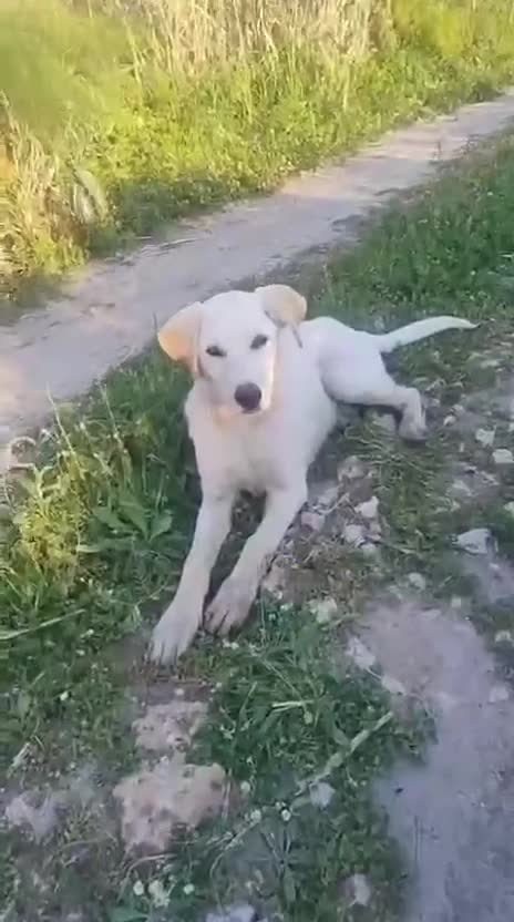 Meticcio cani in regalo: PETER 💙 - cucciolo futura taglia medio/abbond.🏡 a Provincia di Cuneo - Video 1