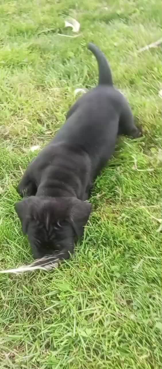 Cane Corso cani in vendita: Cuccioli cane corao - Video 1