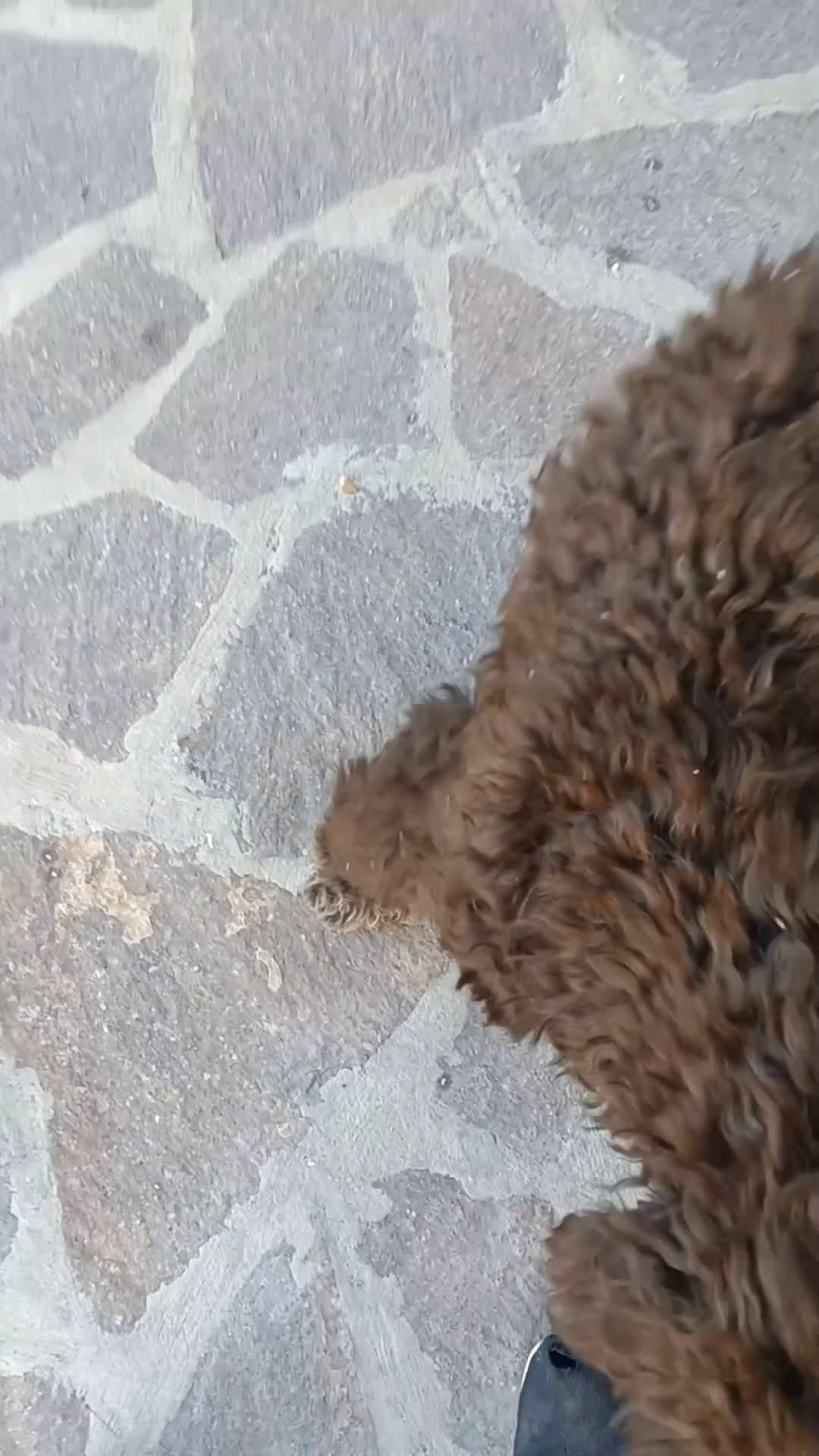 Lagotto cani in vendita: Cucciola di Lagotto Romagnolo con Pedigree  a Provincia di Chieti - Video 3