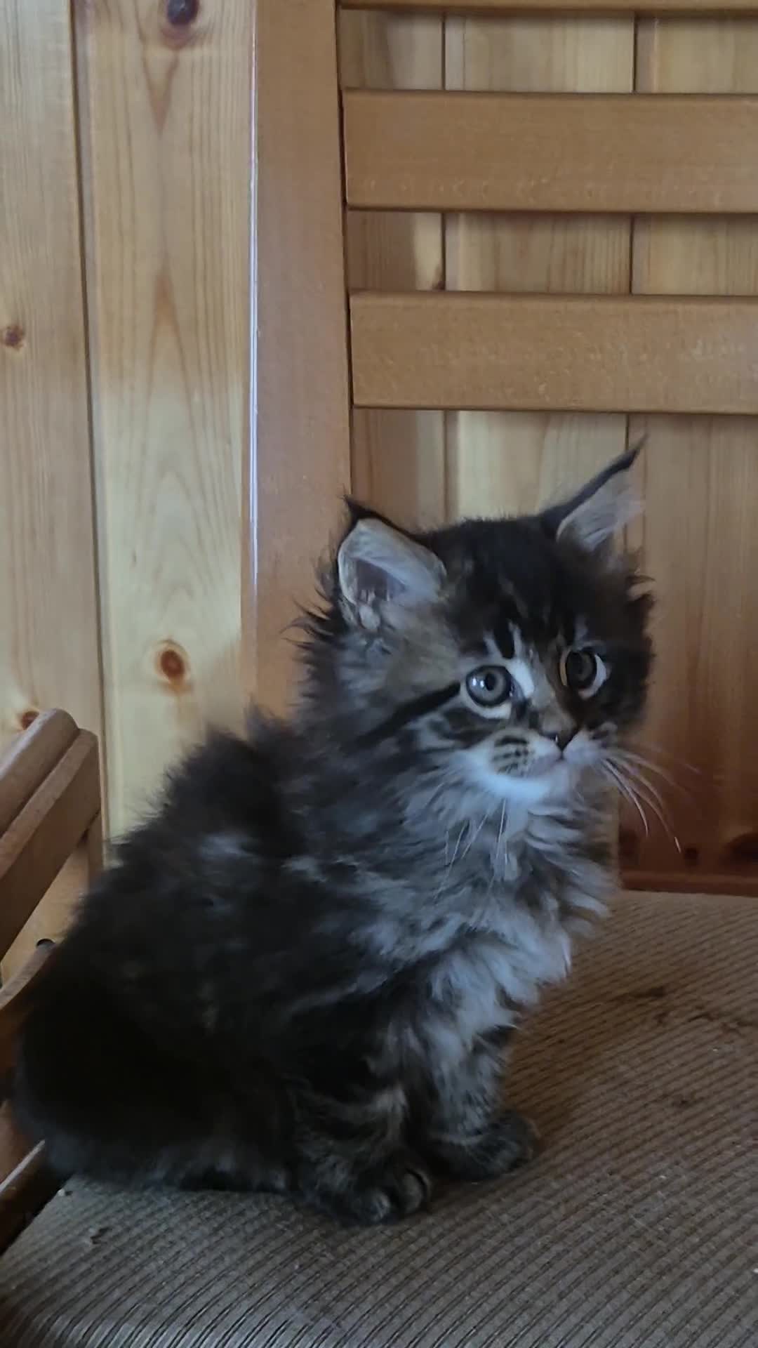 Maine Coon gatti in vendita: Maincoons cuccioli - Video 1