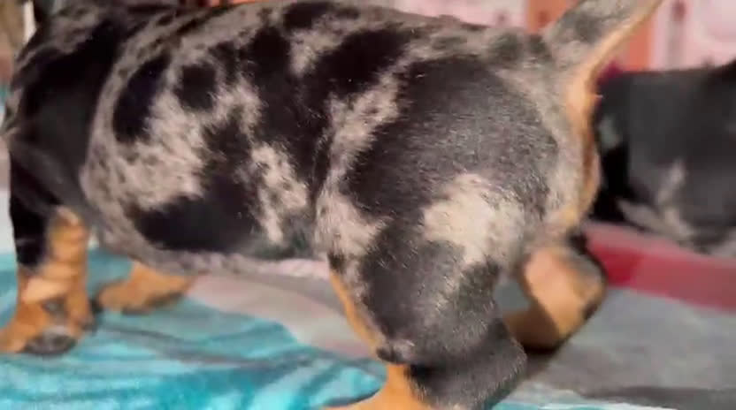 Bassotto cani in vendita: cucciole di bassotto nano a pelo corto  - Video 2