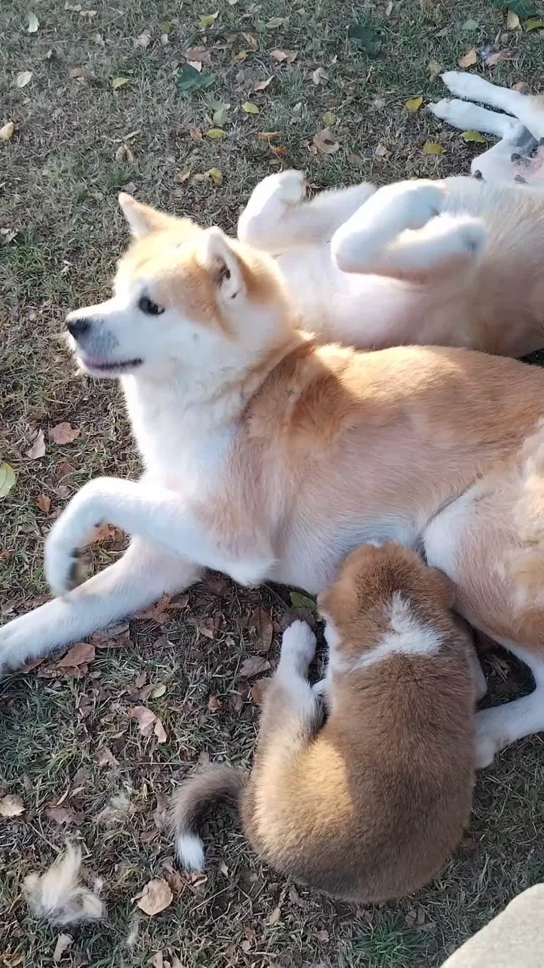 Akita Inu cani in vendita: CUCCIOLI DI AKITA ultime prenotazioni disponibili  - Video 2