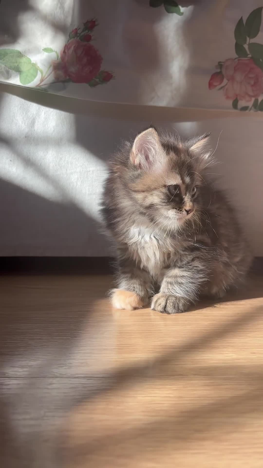 Siberiano gatti in vendita: Gattino siberiano ipoallergenico  - Video 1