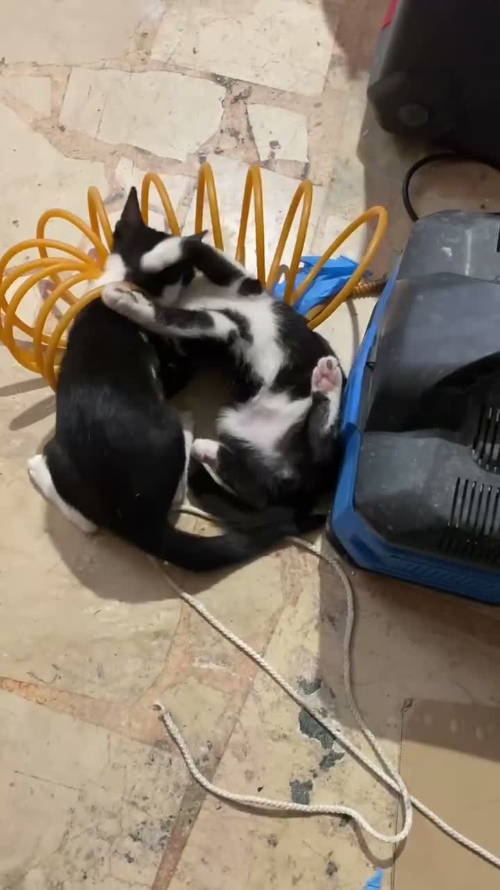 Europeo gatti in regalo: Gattini stupendi 🤩  - Video 1