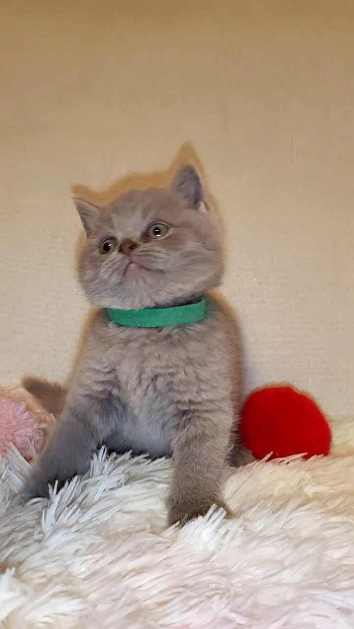 Scottish gatti in vendita: British S. straight femmina - Video 1