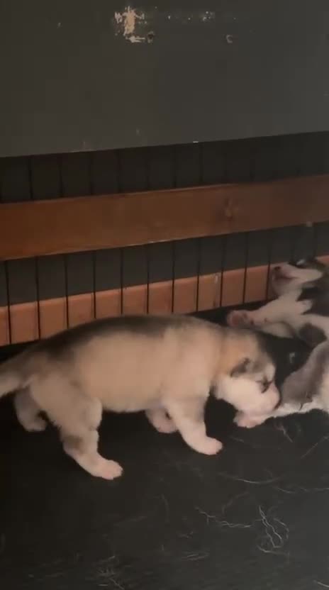 Alaskan Malamute cani in vendita: CUCCIOLI DI ALASKAN MALAMUTE - Video 2