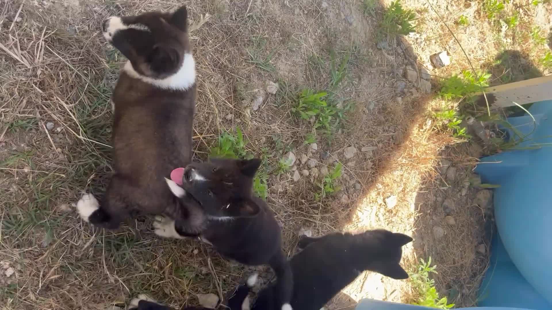 Akita Americano cani in vendita: Prezzo bomba cuccioli di akita - Video 1