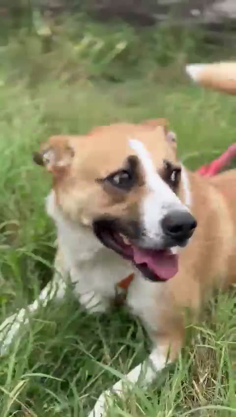 Meticcio cani in regalo: Splendida meticcia - MILLIE a Città metropolitana di Milano - Video 1