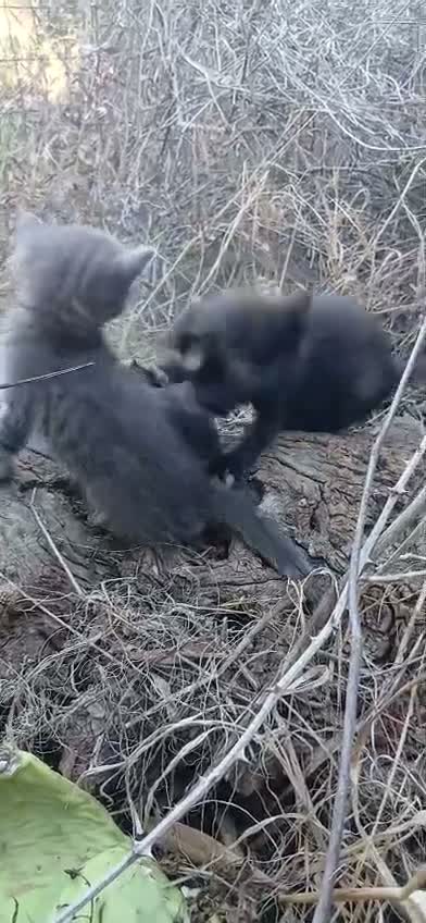 Meticcio gatti in regalo: ASTRA E COCCINELLA SOPRAVVISSUTE ALL'ABBANDONO a Città metropolitana di Sassari - Video 1