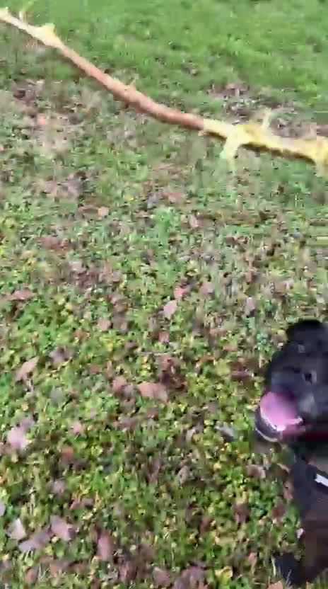 Meticcio cani in regalo: MAMBO BELLISSIMO PIT - Video 2