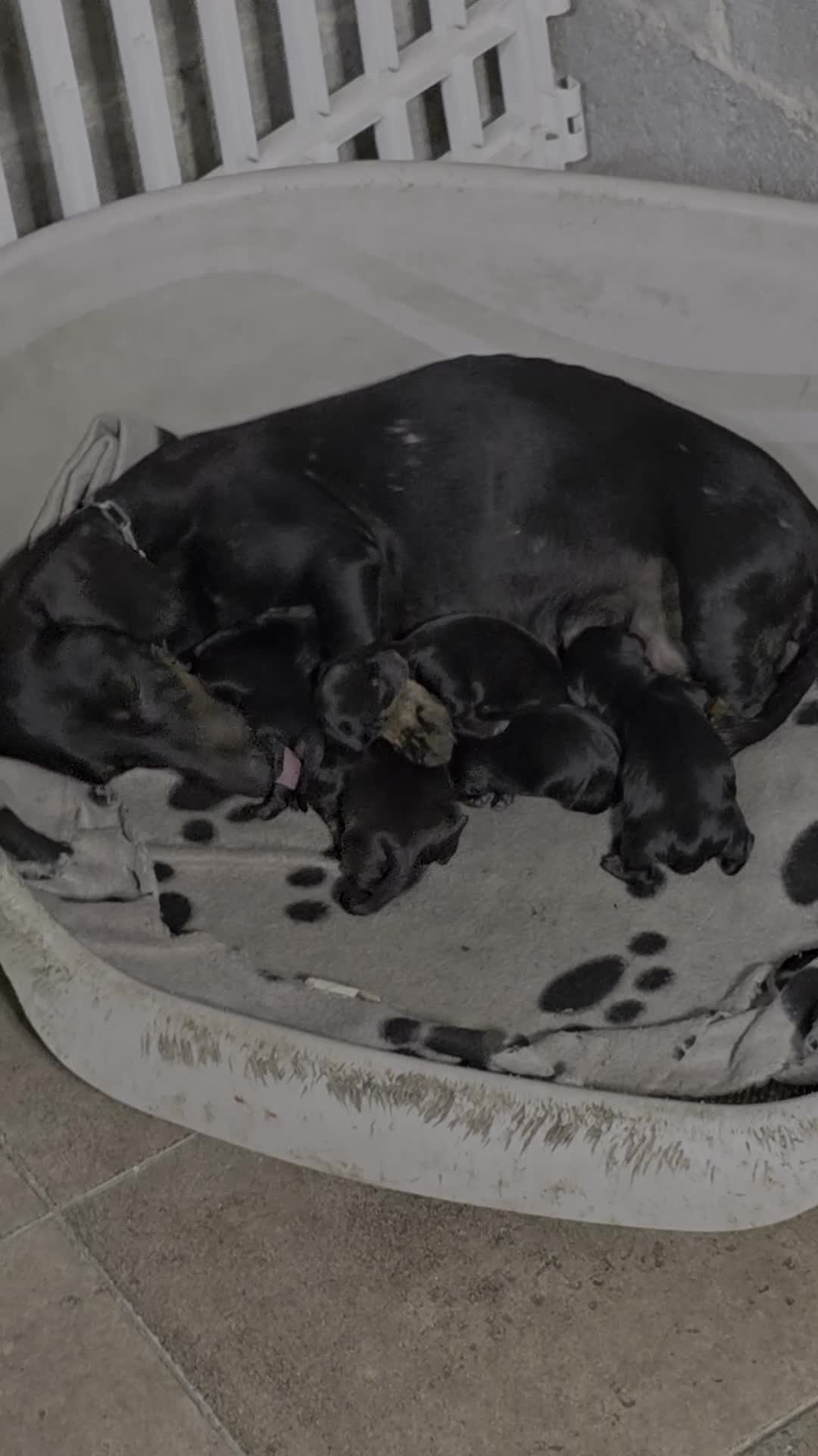 Bassotto Nano cani in vendita: Allevamento del gargano CALVINC a Provincia di Foggia - Video 1