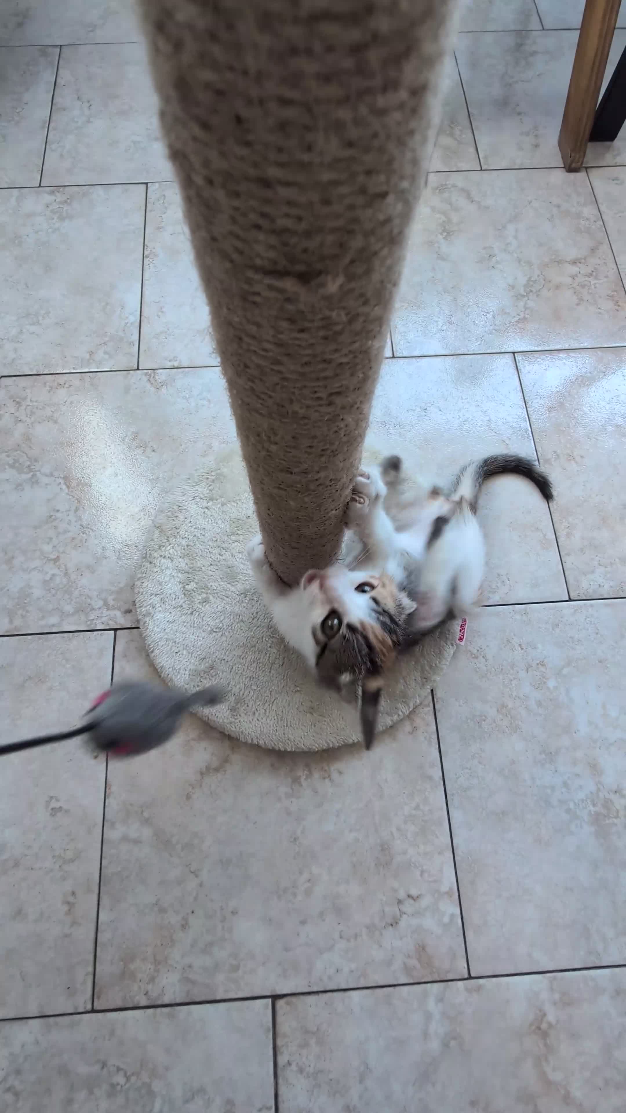 Altre razze gatti in regalo: Una casa per Misha - Video 1
